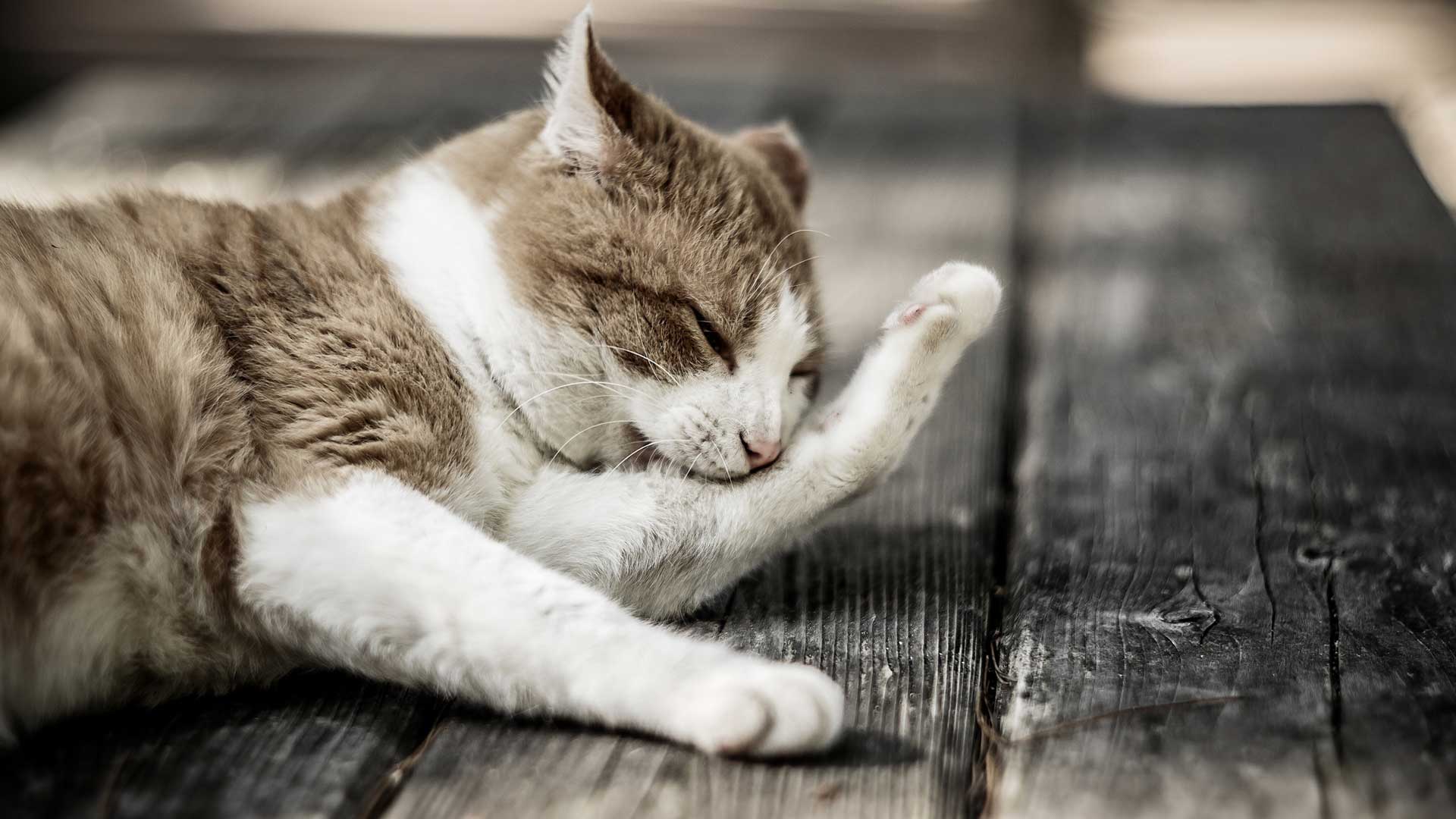 A brown and white cat cleaning itself on a gray wooden deck
