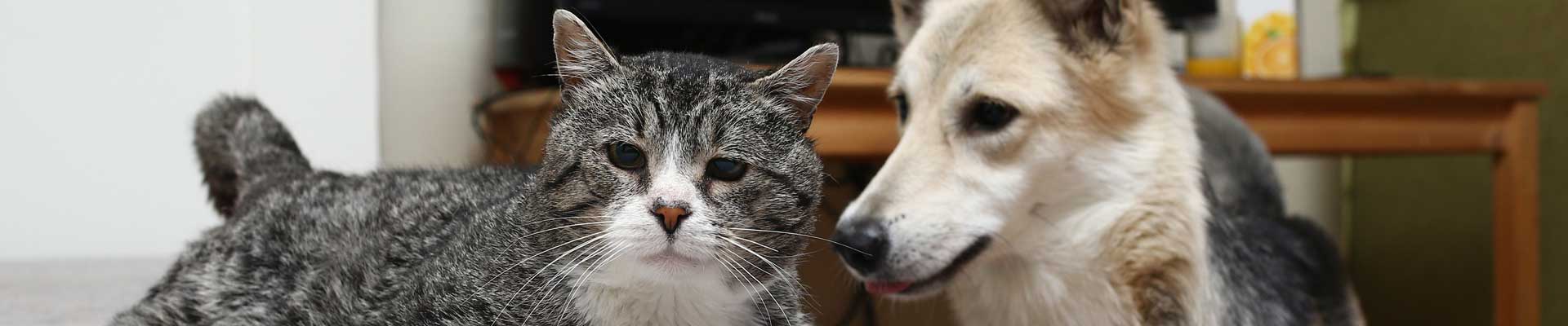 A senior gray Tabby cat and a German Shepherd relaxing at home