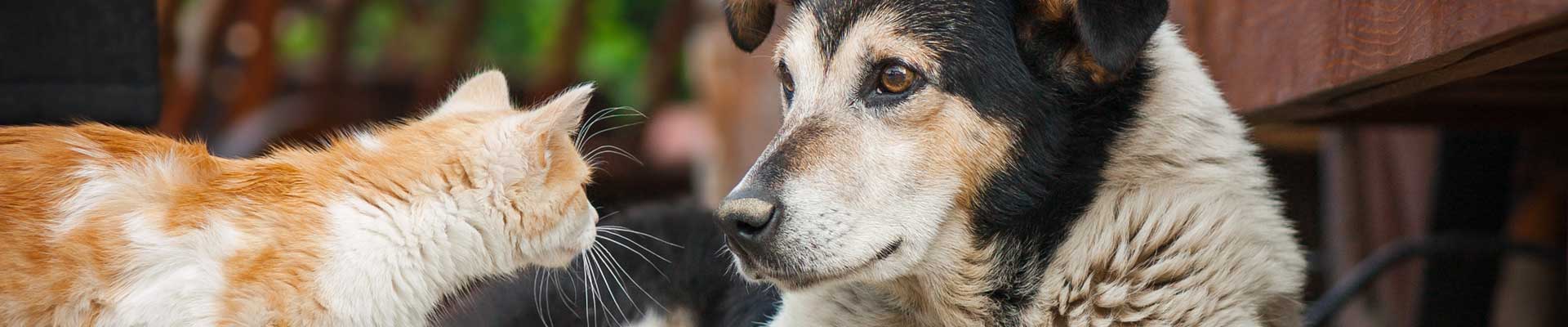 An orange spotted cat next to a brown dog on a deck
