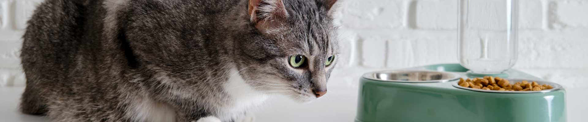 A gray and white cat looking at its green bowl of food and water