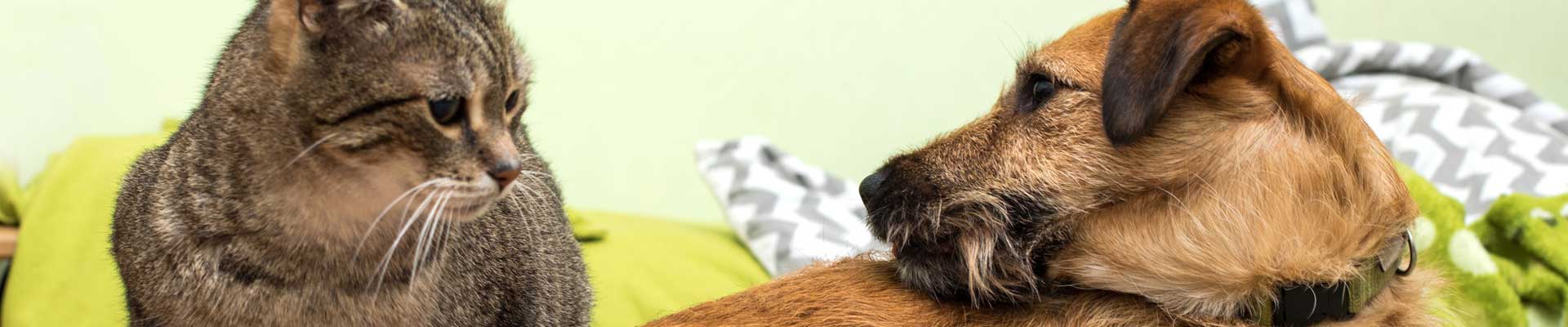 A brown Tabby cat and brown dog laying on a couch together