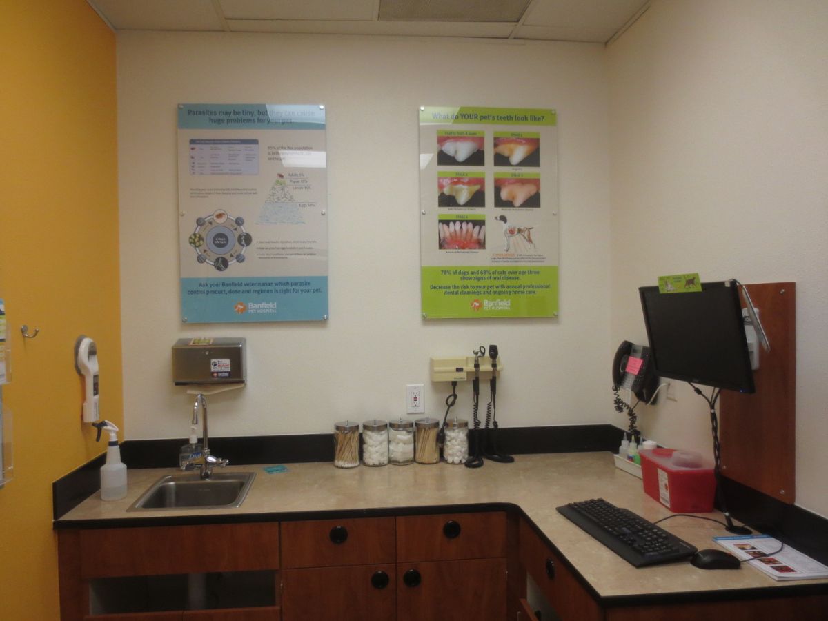The Banfield Pet Hospital: Buckhead exam room