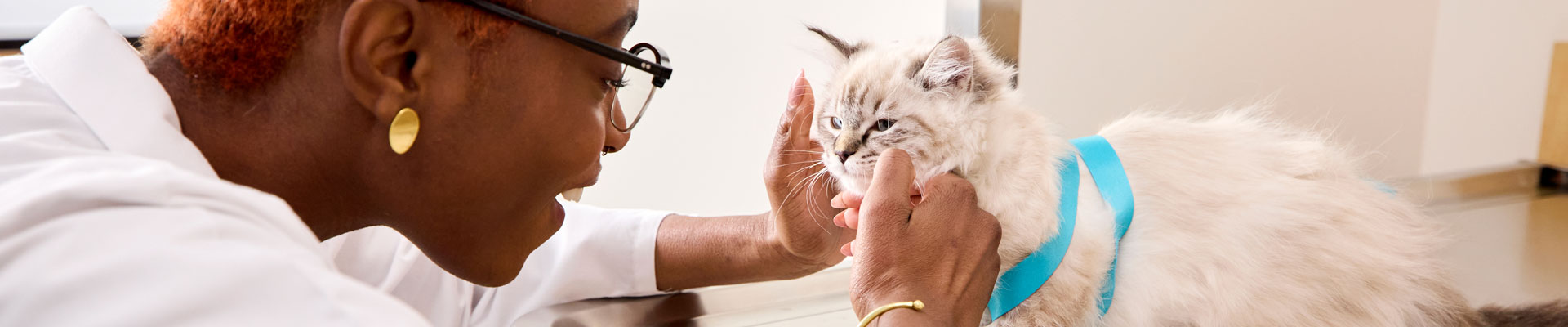 A veterinarian professional with a juvenile cat.
