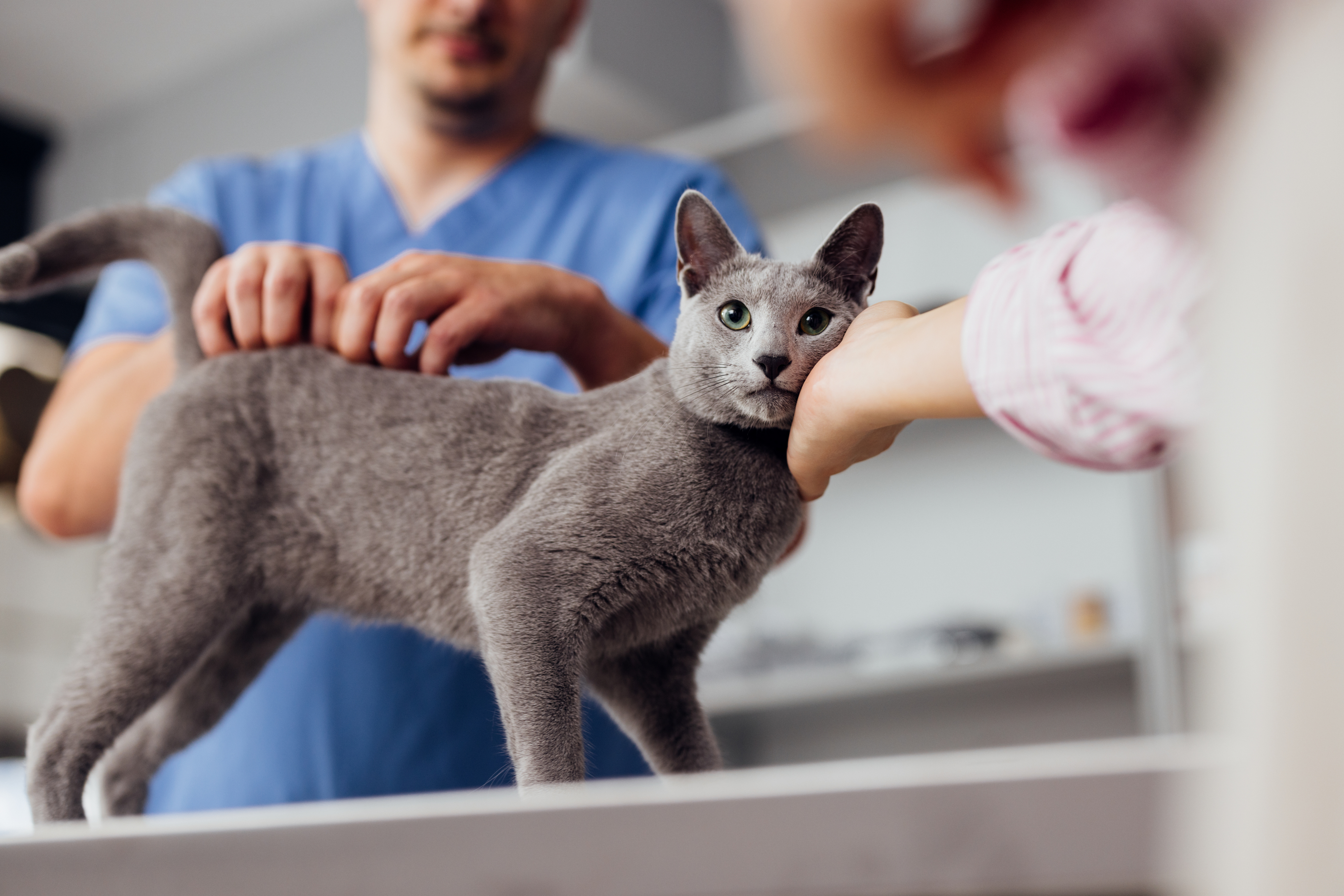 A veterinarian professional in blue scrubs examines a gray cat during a routine check-up at the vet clinic.