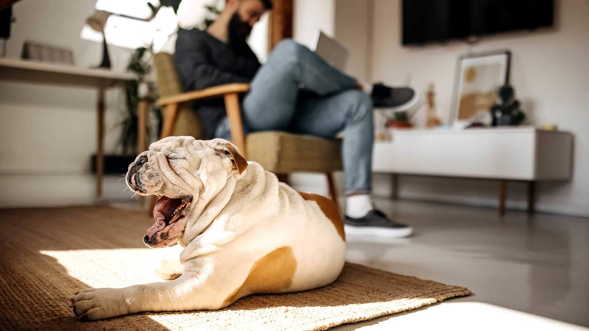A woman walks her pet dog outside Banfield Pet Hospital.