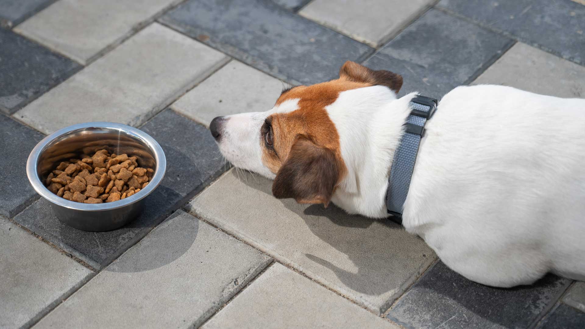 A white dog laying next to a full bowl of food