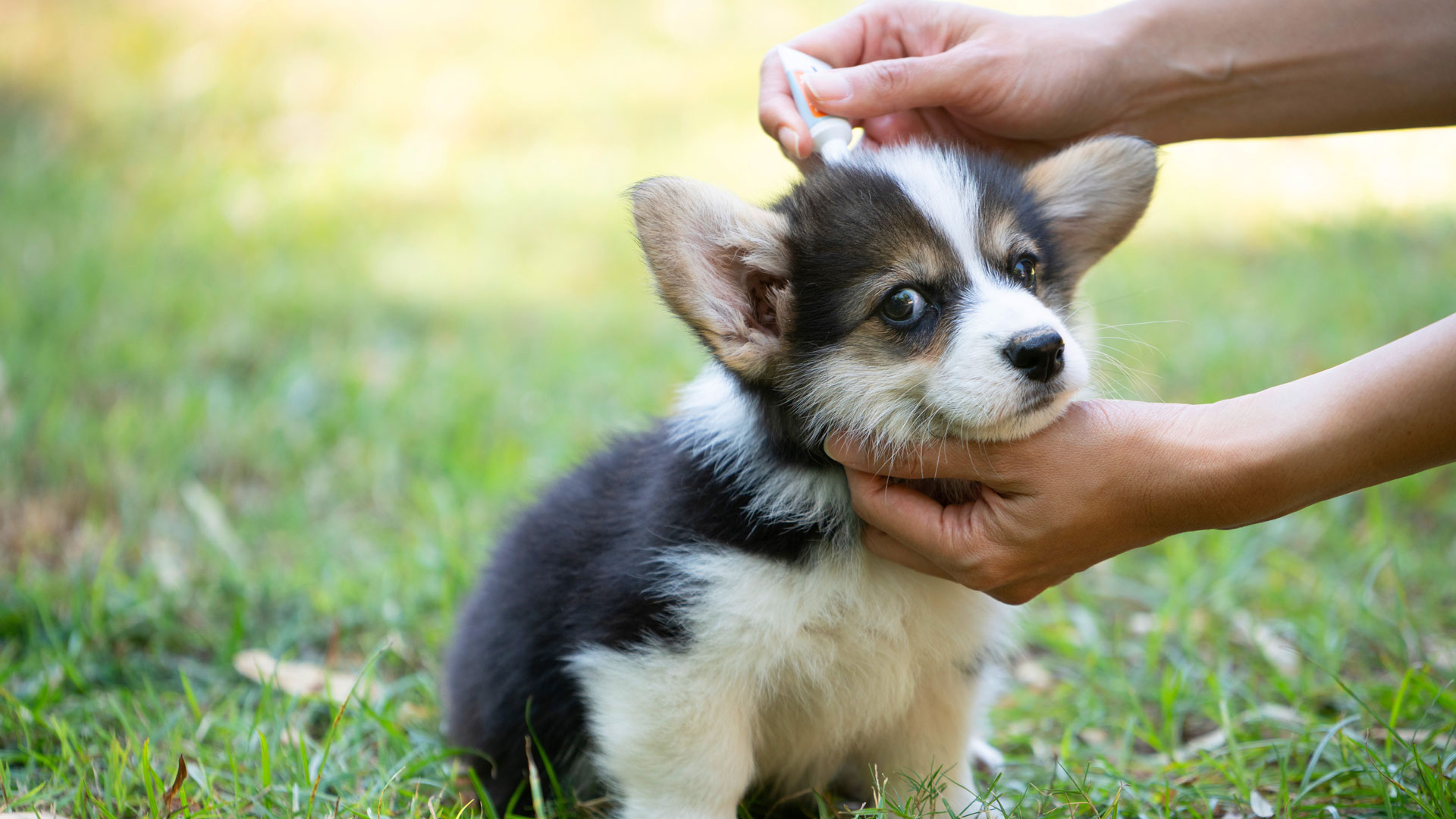 A Corgi puppy receiving flea treatment