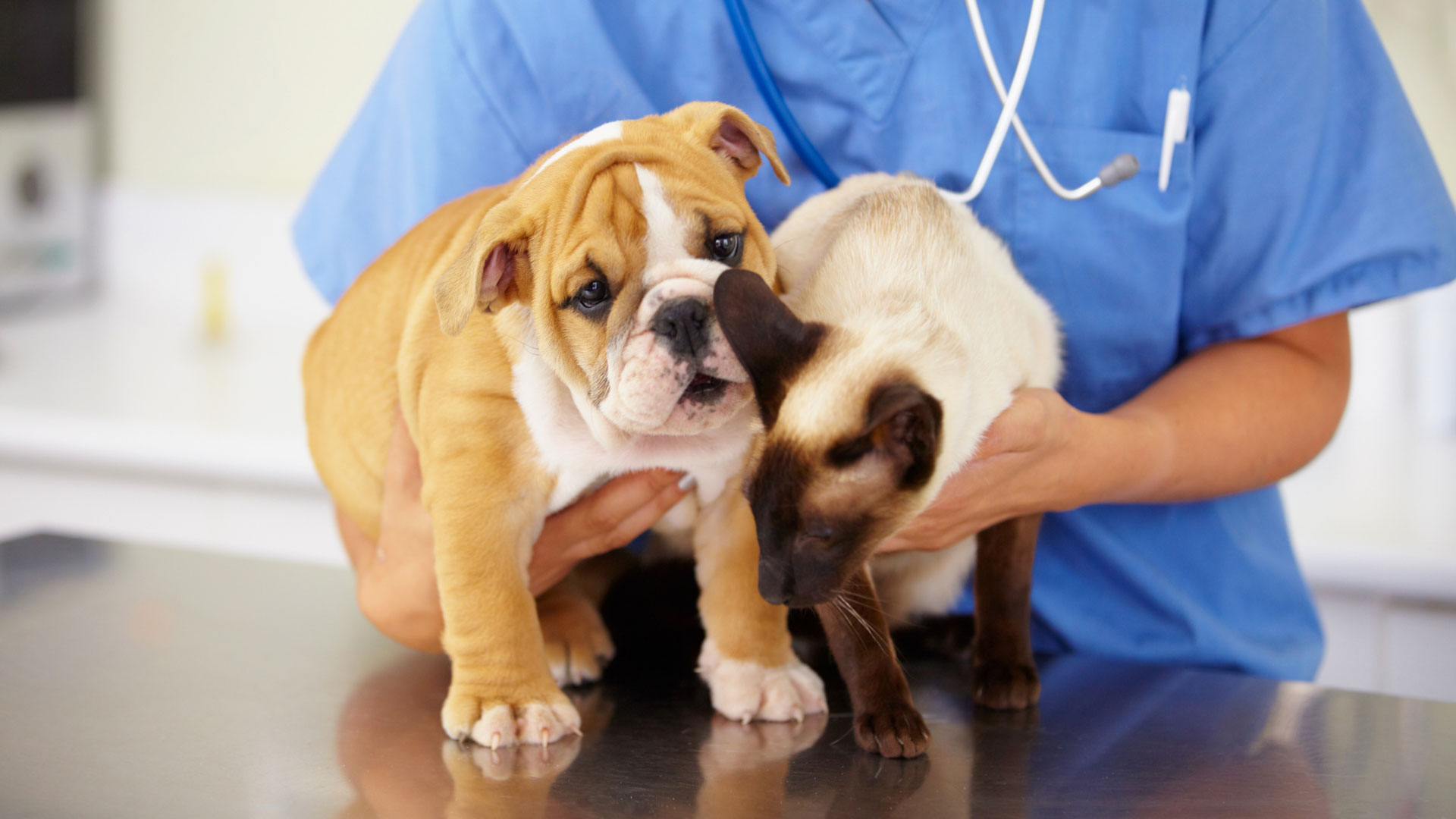A Banfield veterinary professional holds a bulldog puppy and a Siamese cat