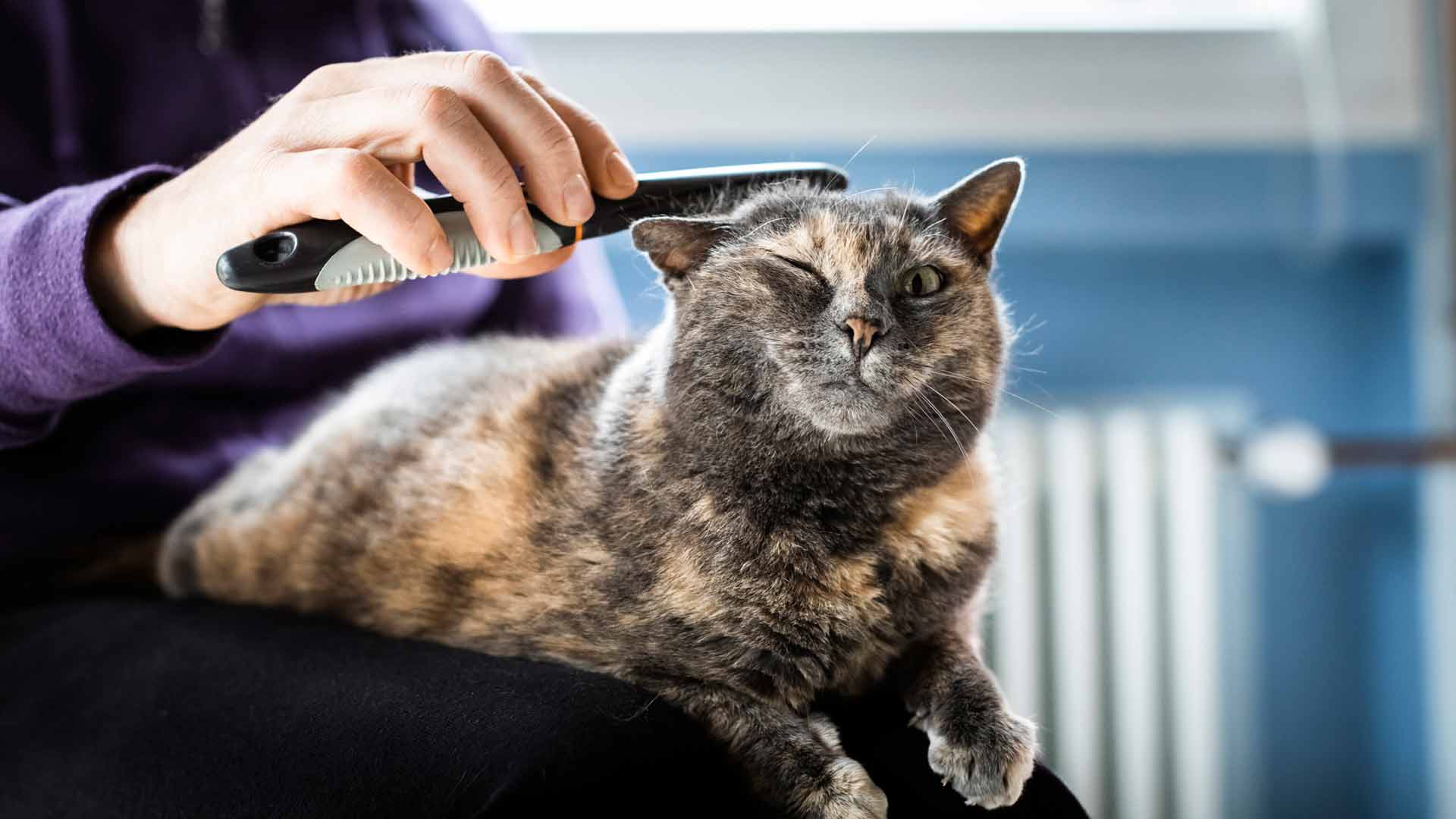 A brown and orange Tabby gets its coat brushed by their owner