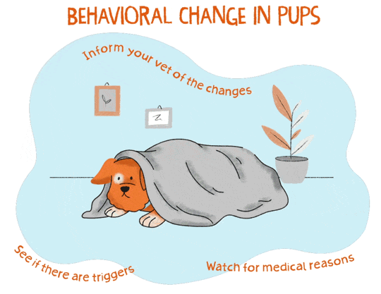An illustrated gif of an orange puppy hiding beneath a grey blanket 