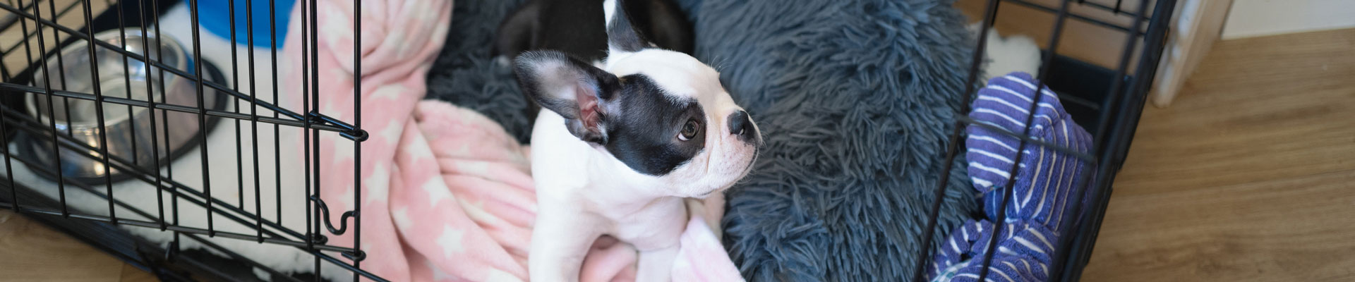 An adorable black and white French bulldog puppy resting in a crate