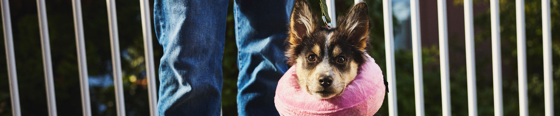 A puppy wearing a pink post surgery pillow
