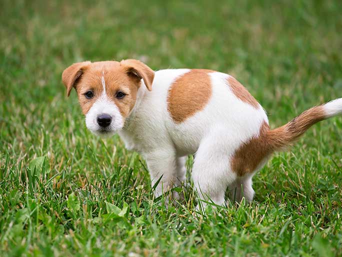 A tiny tan and white puppy squats in some grass