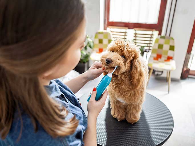 A cute fluffy puppy getting their teeth brushed 