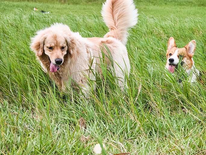 A golden retriever and a corgi stand in some grass