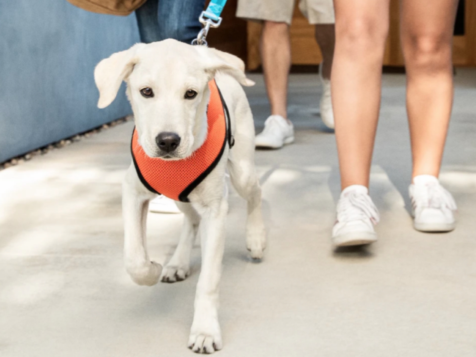 A white dog in an orange harness goes on a walk with their owner