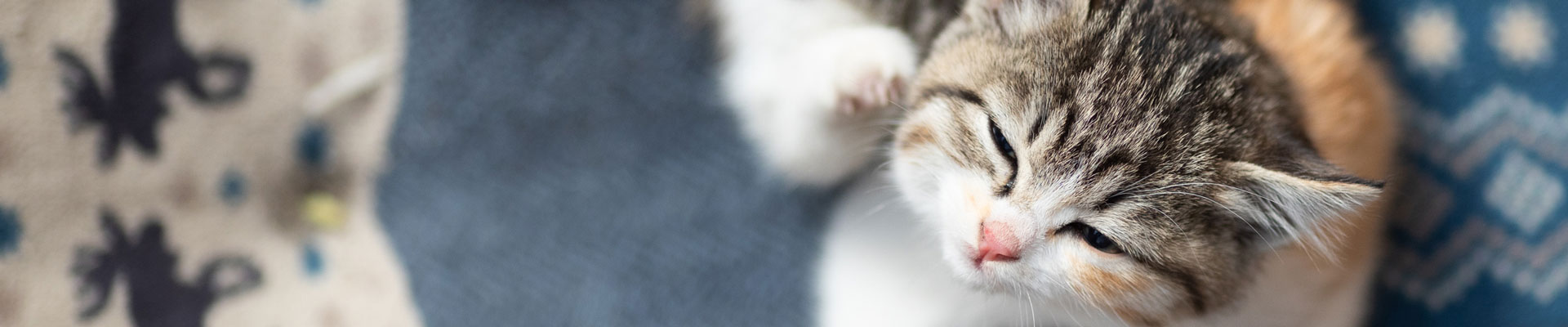 A cute kitten scratches itself while lying on a blanket