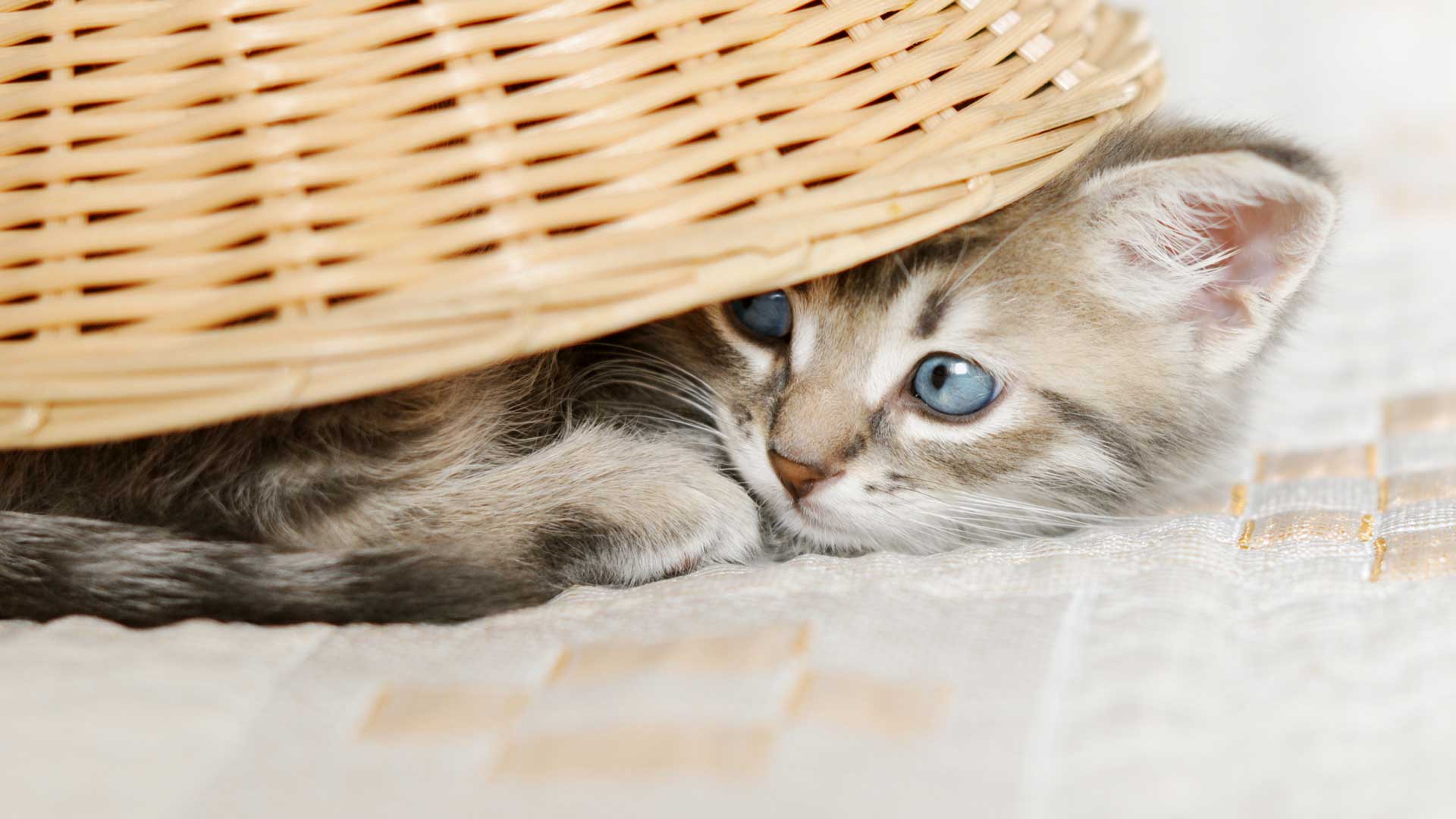 A kitten hides under a basket