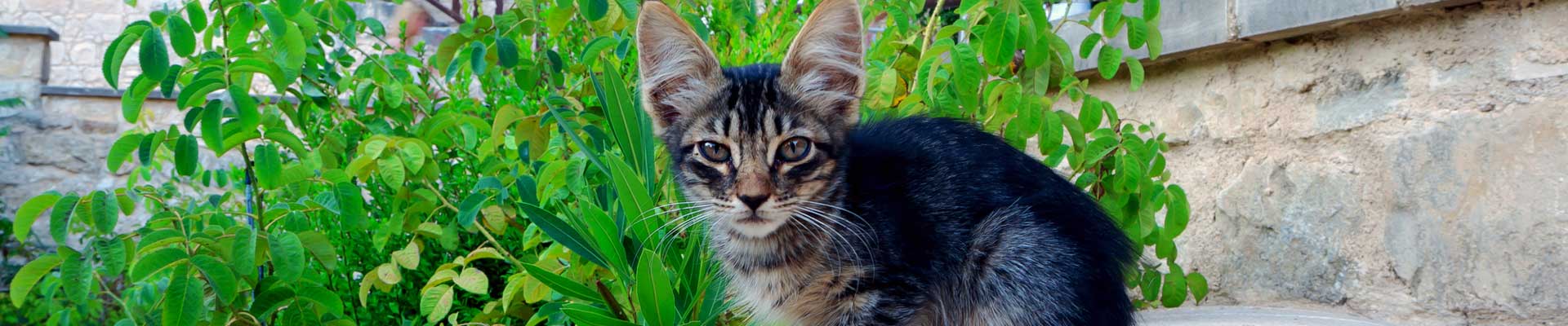 A young street cat sitting on a stone wall