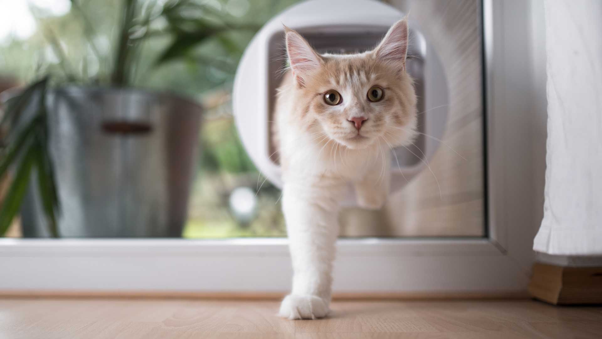 A white Maine Coon cat walks through a cat door