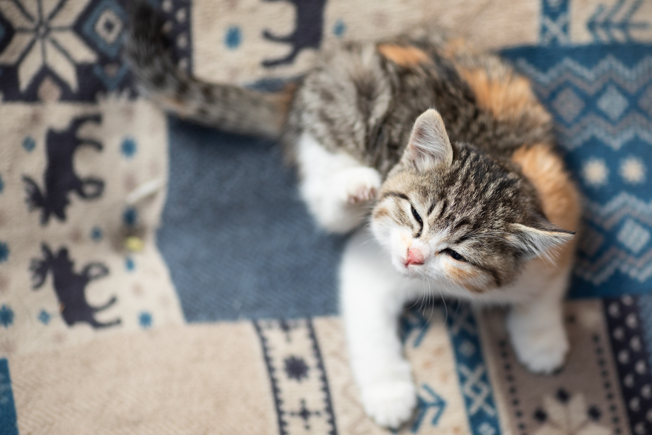 A kitten scratches itself while lying on a blanket