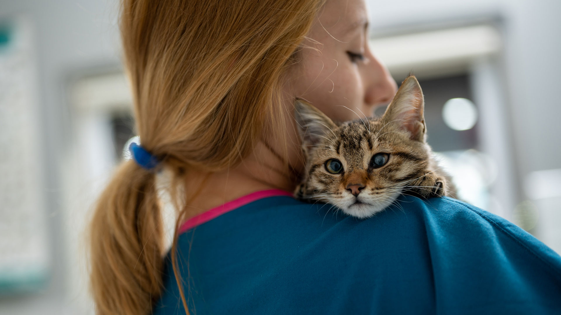 A Banfield veterinary professional holds a tabby cat