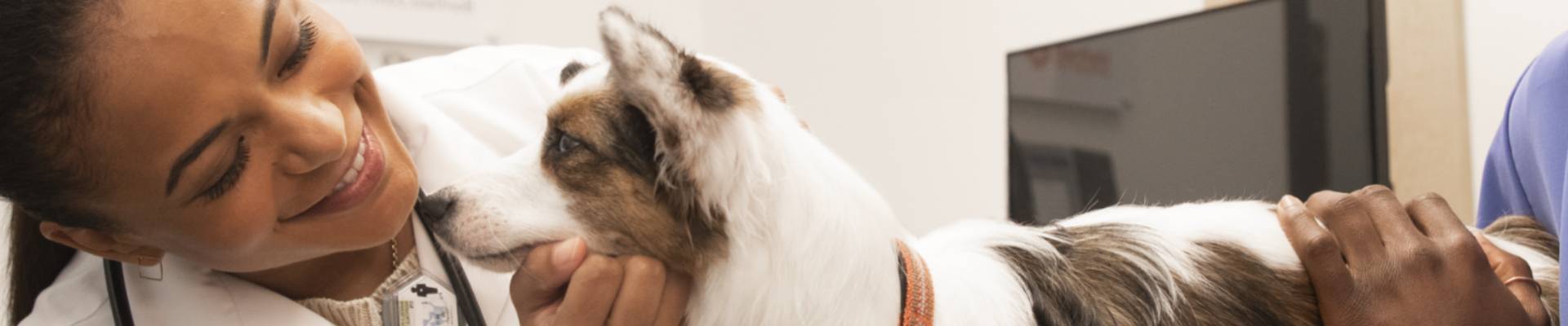 Banfield veterinarian greets dog during a petcare visit