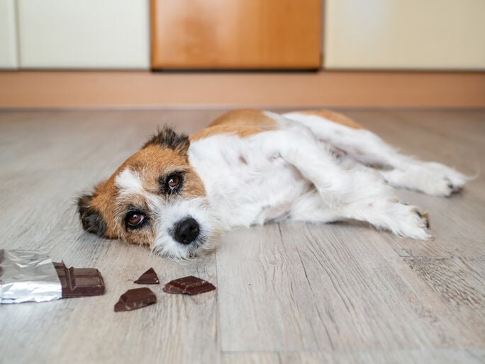 A dog laying down next to its food