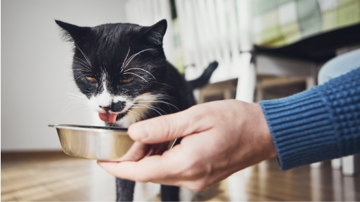 A cat licking a bowl of water