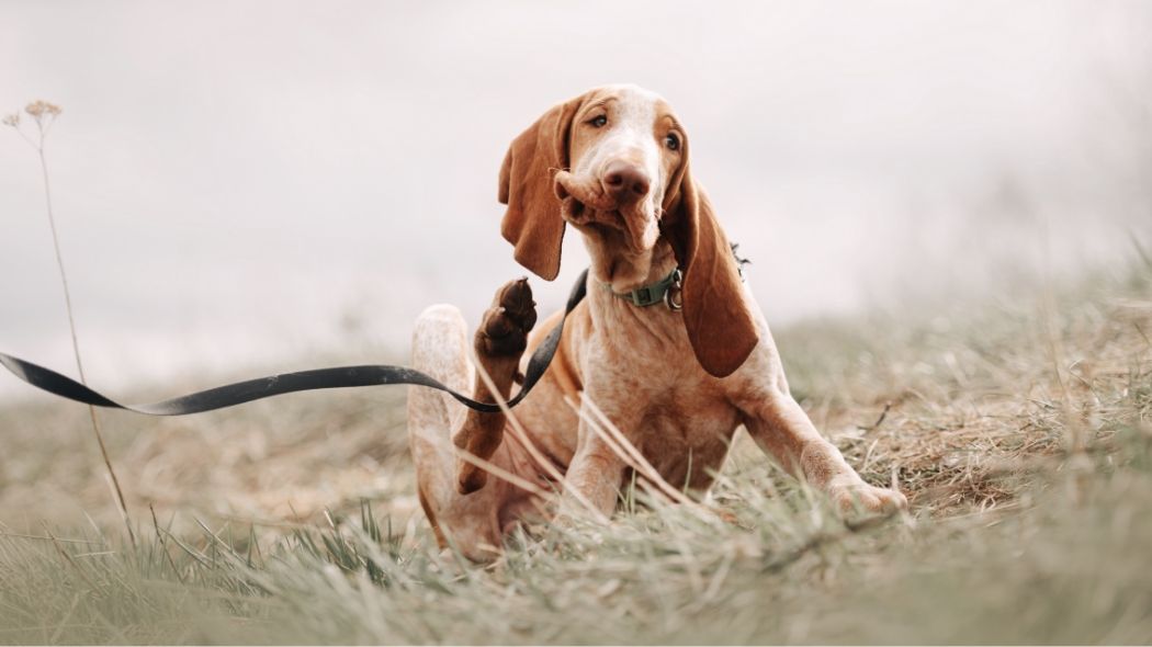 A dog running in a field
