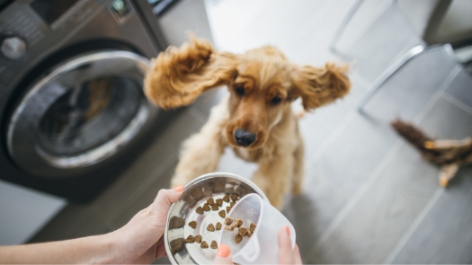 owner preparing food to their dog