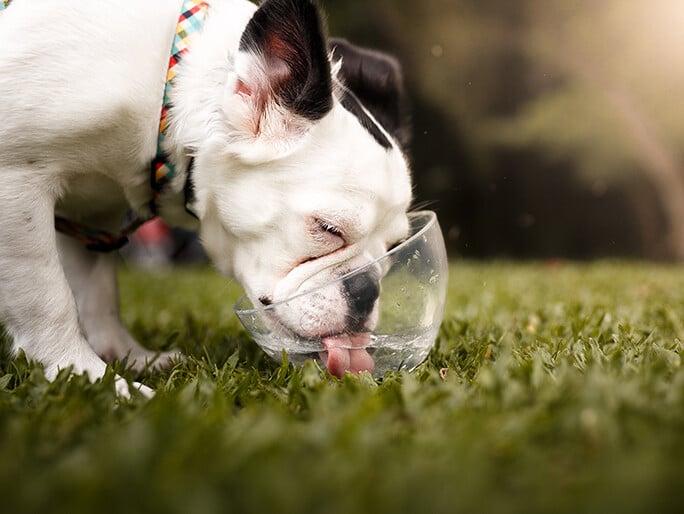 A dog sipping water out of a bowl