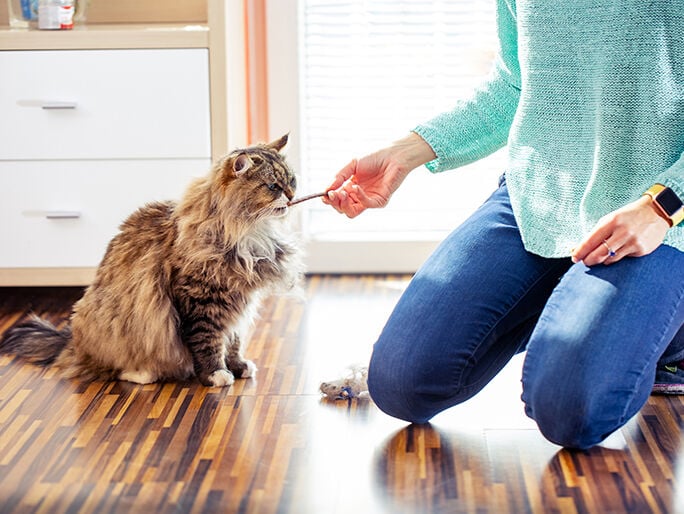 owner feeding a cat