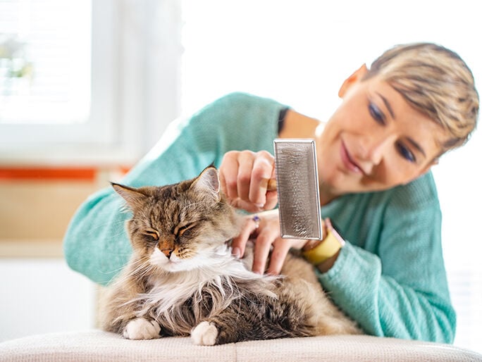 A tabby cat having its ear examined