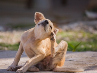 dog scratching its ear