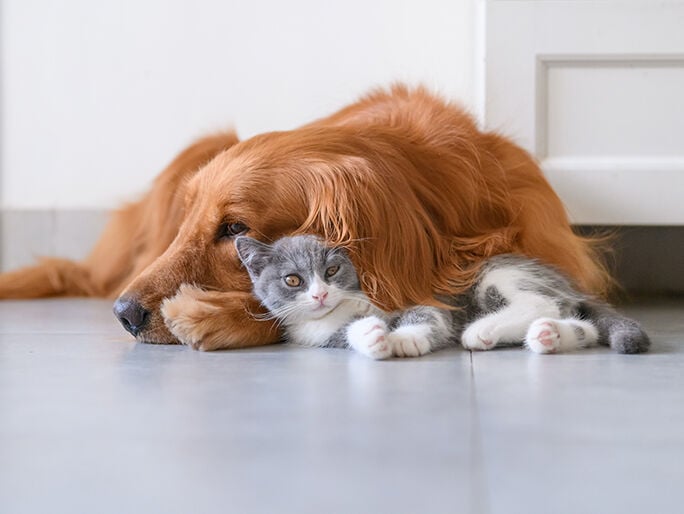 A gray and white cat laying under a brown dog