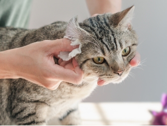 A cat getting its ear examined