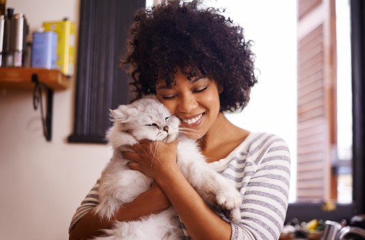 A shorthair cat getting a hug from it's owner