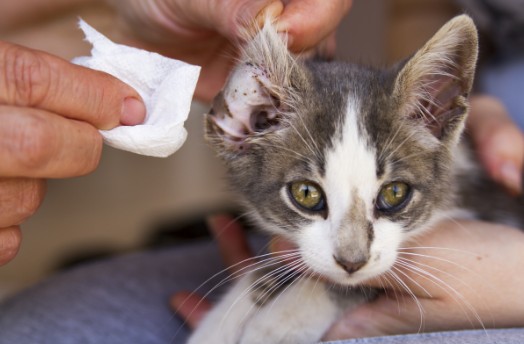A shorthair cat getting it's ear cleaned