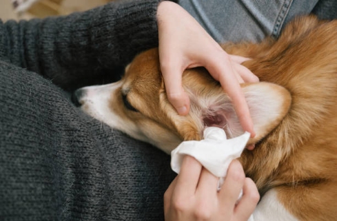 A dog getting its ear cleaned
