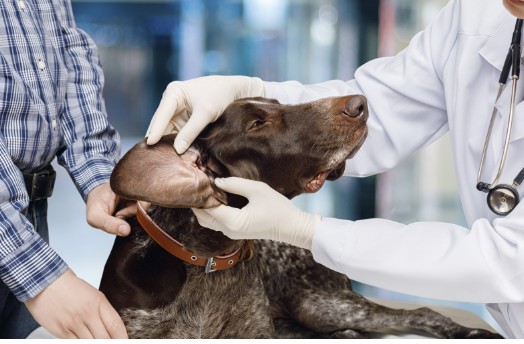 A dark brown dog getting its ear examined by a veterinarian
