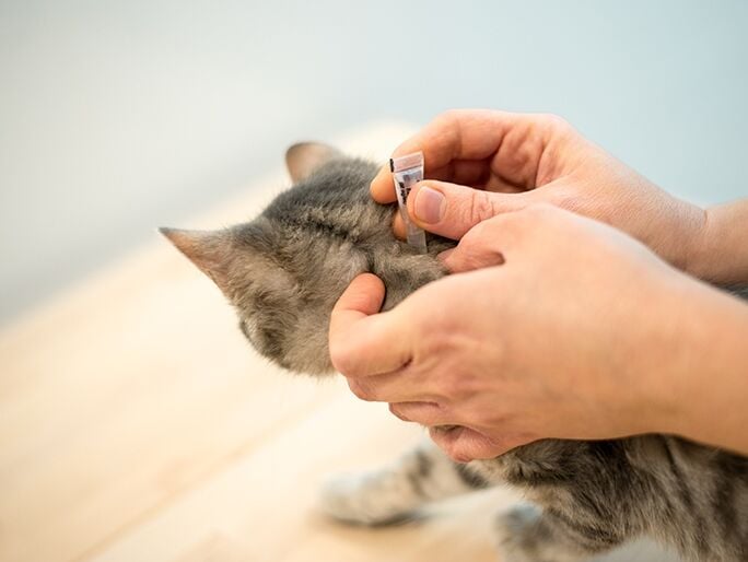 A cat getting checked for fleas