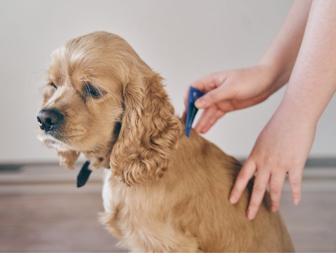 A shaggy dog getting checked for fleas