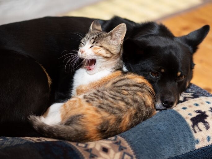 A yawning cat and tired dog laying down