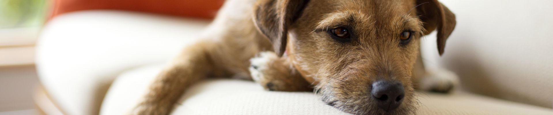 A depressed dog laying on a couch