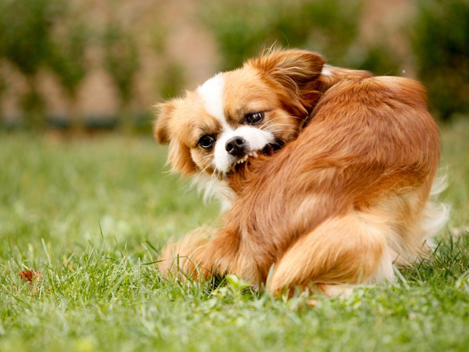 A small dog chewing on its backside