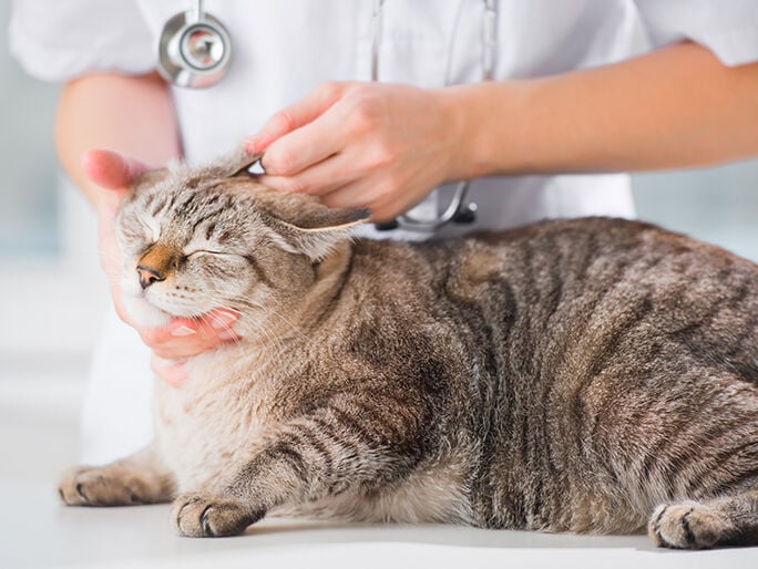 A cat getting its right ear examined