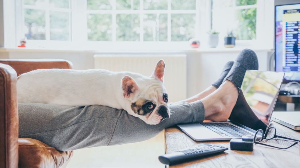 A French Bulldog resting on its owner's legs