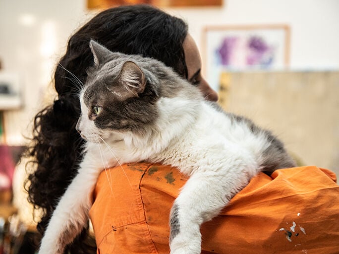 A gray and white cat resting on its owner's shoulder