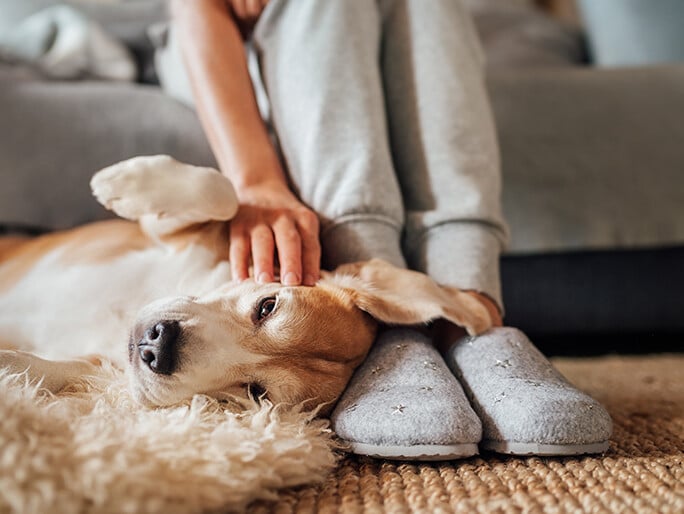A dog laying at its owner's feet